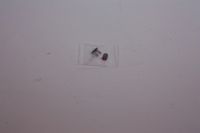 Nitteled knastkæde DID 219FTSS